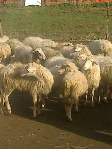 agnelli e pecore