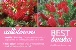 How to grow Bottlebrush Callistemon varieties in Australia 2 #ab