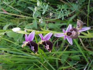 10-orchidea-calabrese